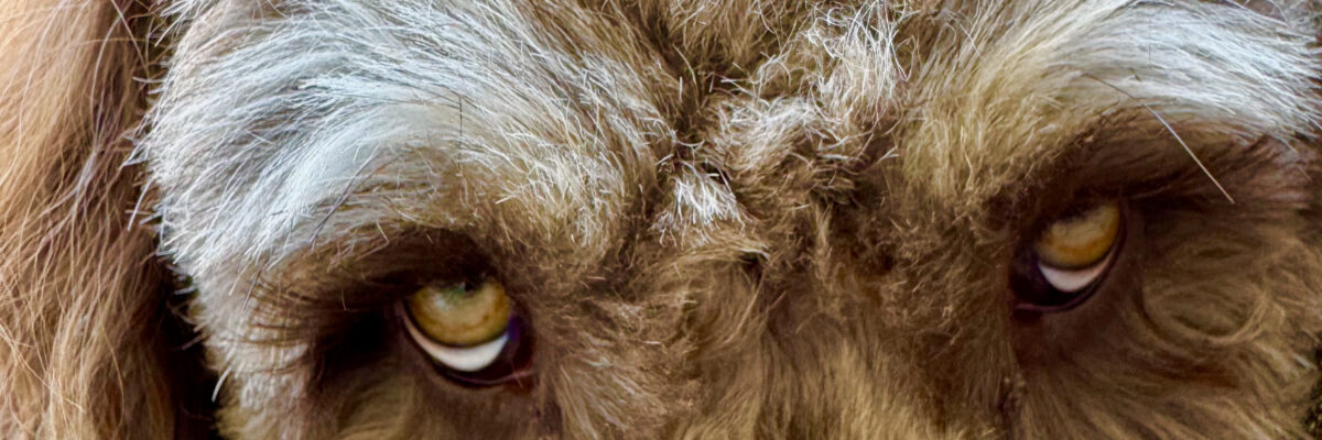 The Dog Days of Summer