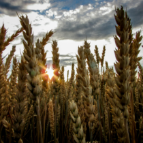 I as a Tool, Not a Reason